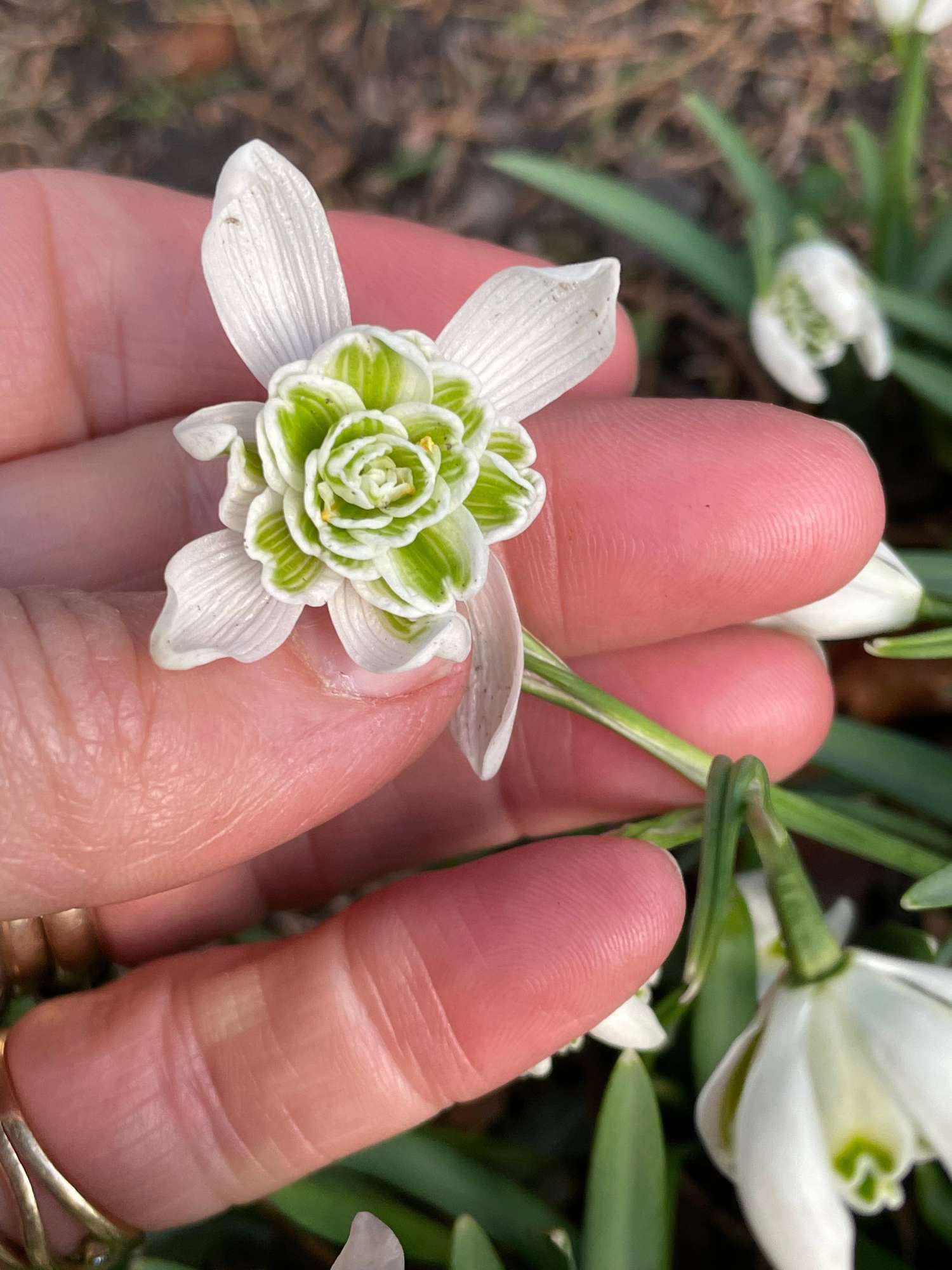 Schneeglöckchen (Galanthus) 'Flore Pleno' - Vintergæk