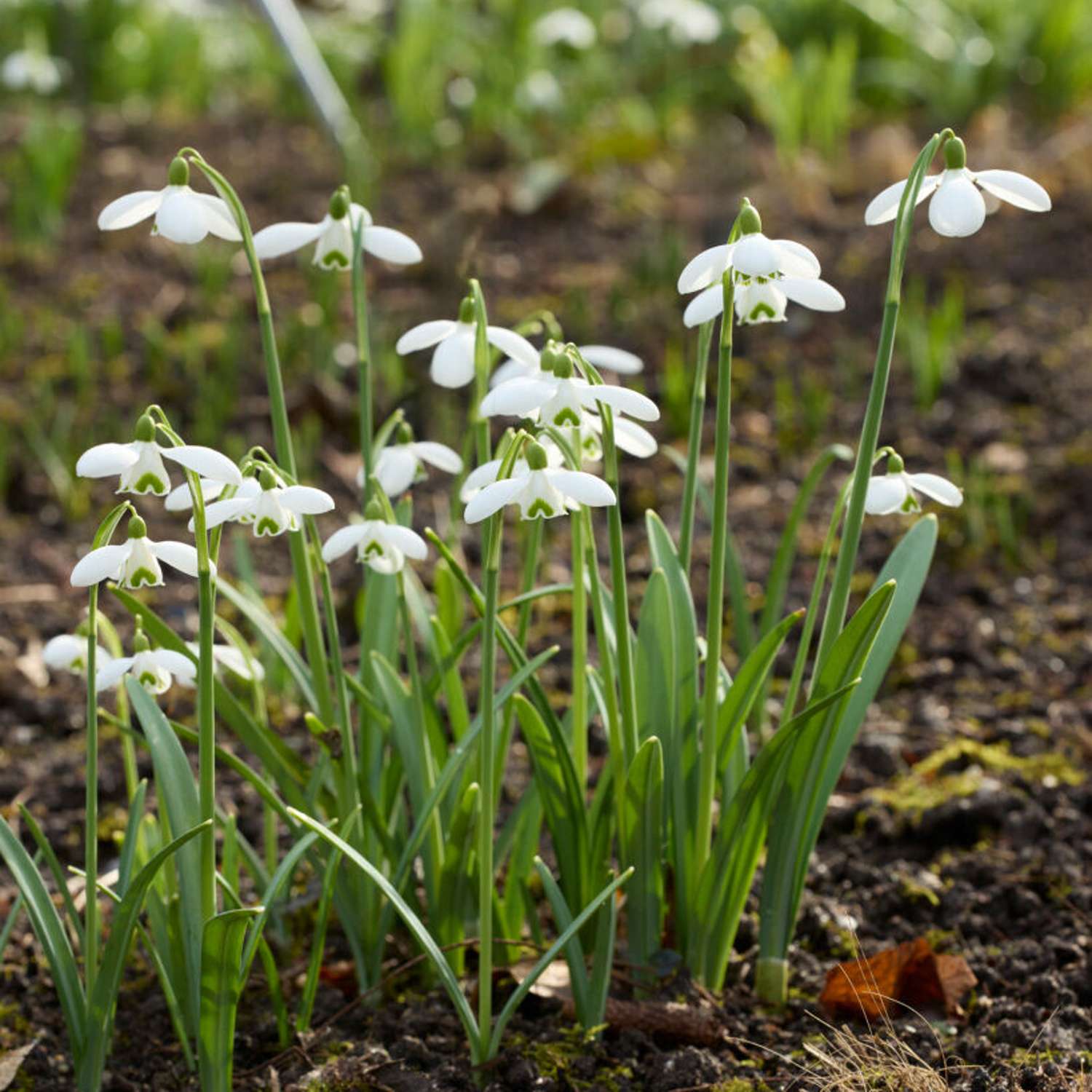 Schneeglöckchen 'S. Arnott'