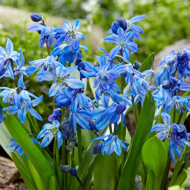 Blaustern (Scilla) 'Siberica'