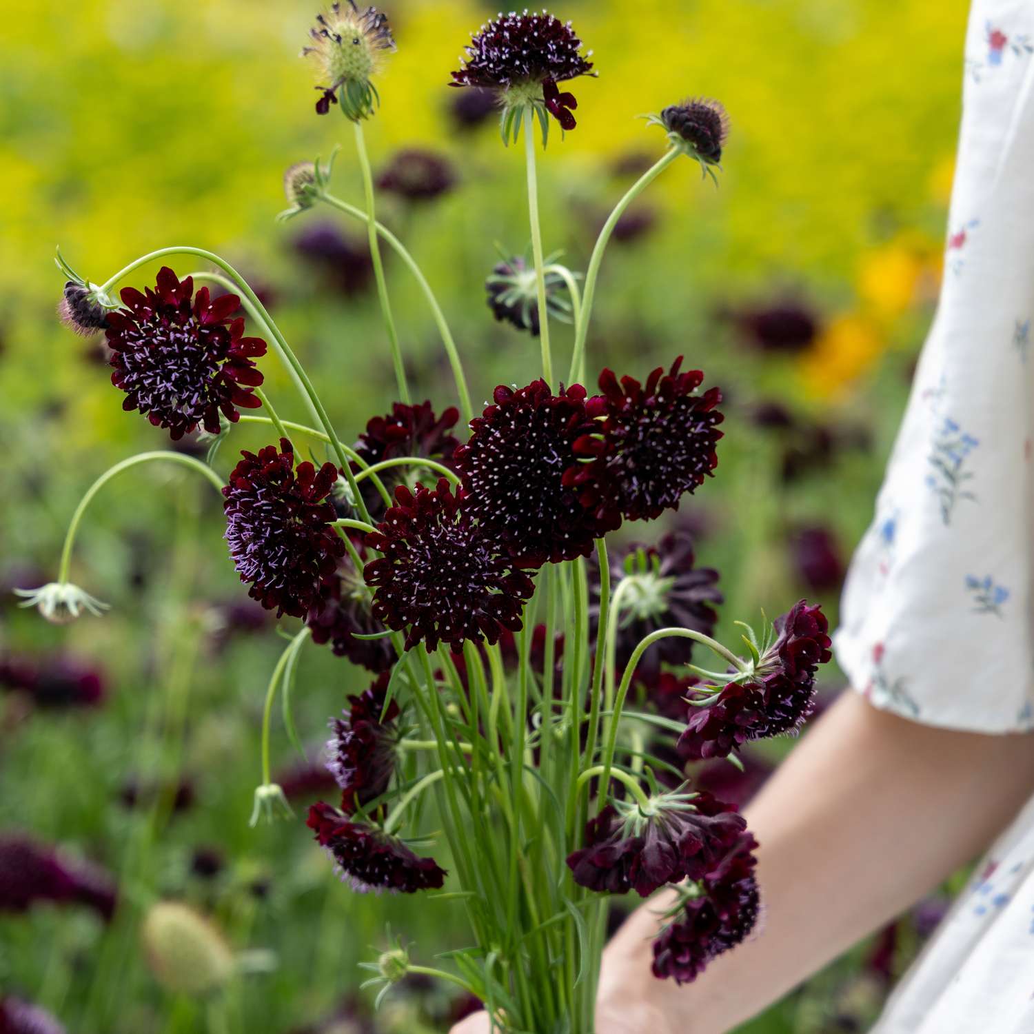 Skabiose 'Black Knight Normal' (Samen)