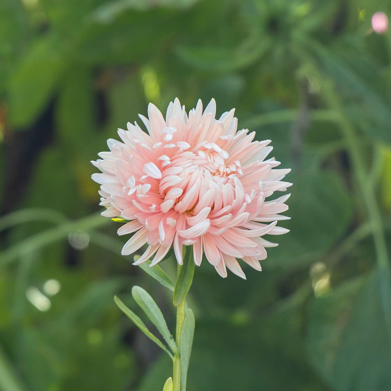 Sommeraster 'King Size Apricot' (Samen)