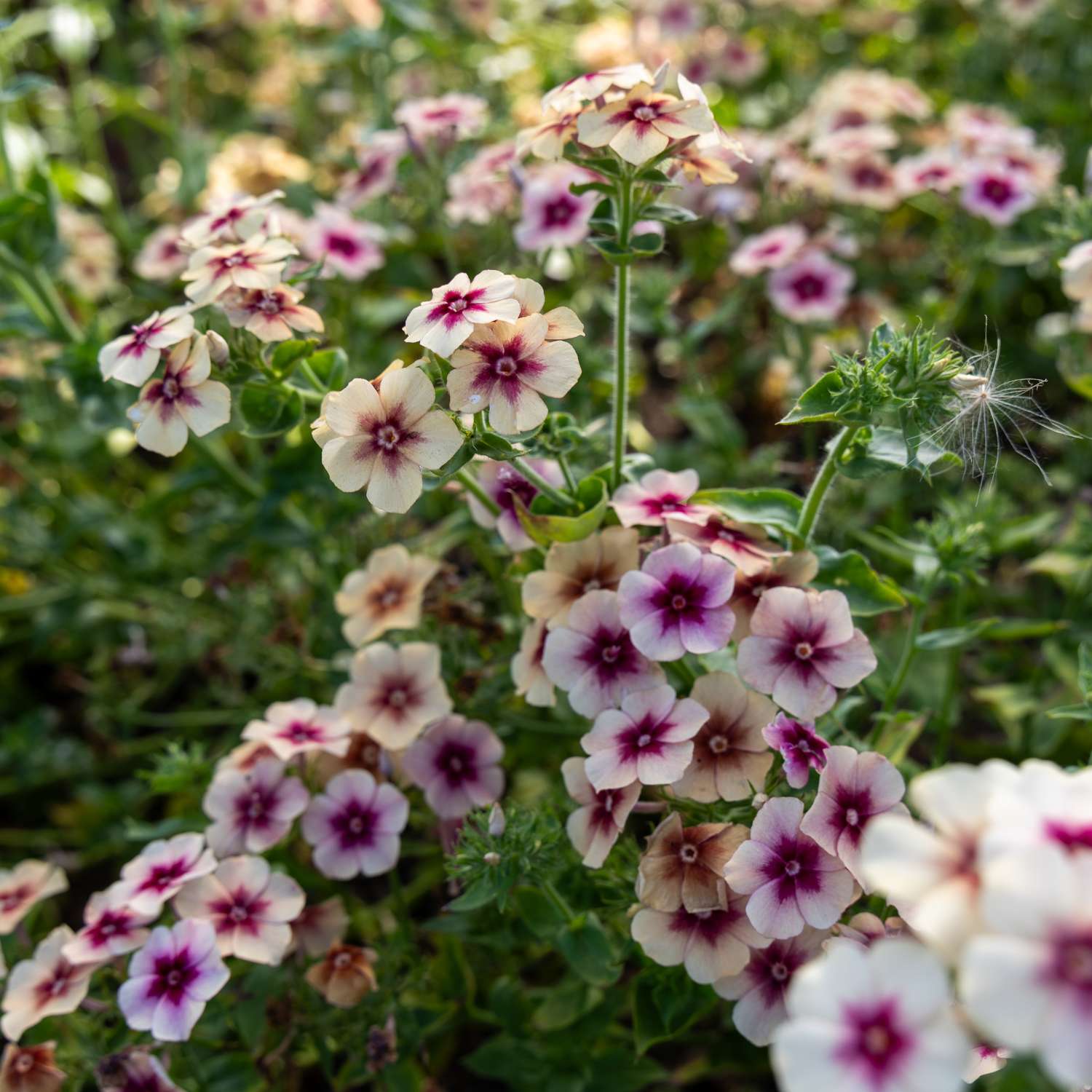 Sommerphlox 'Cherry Caramel' (Samen)
