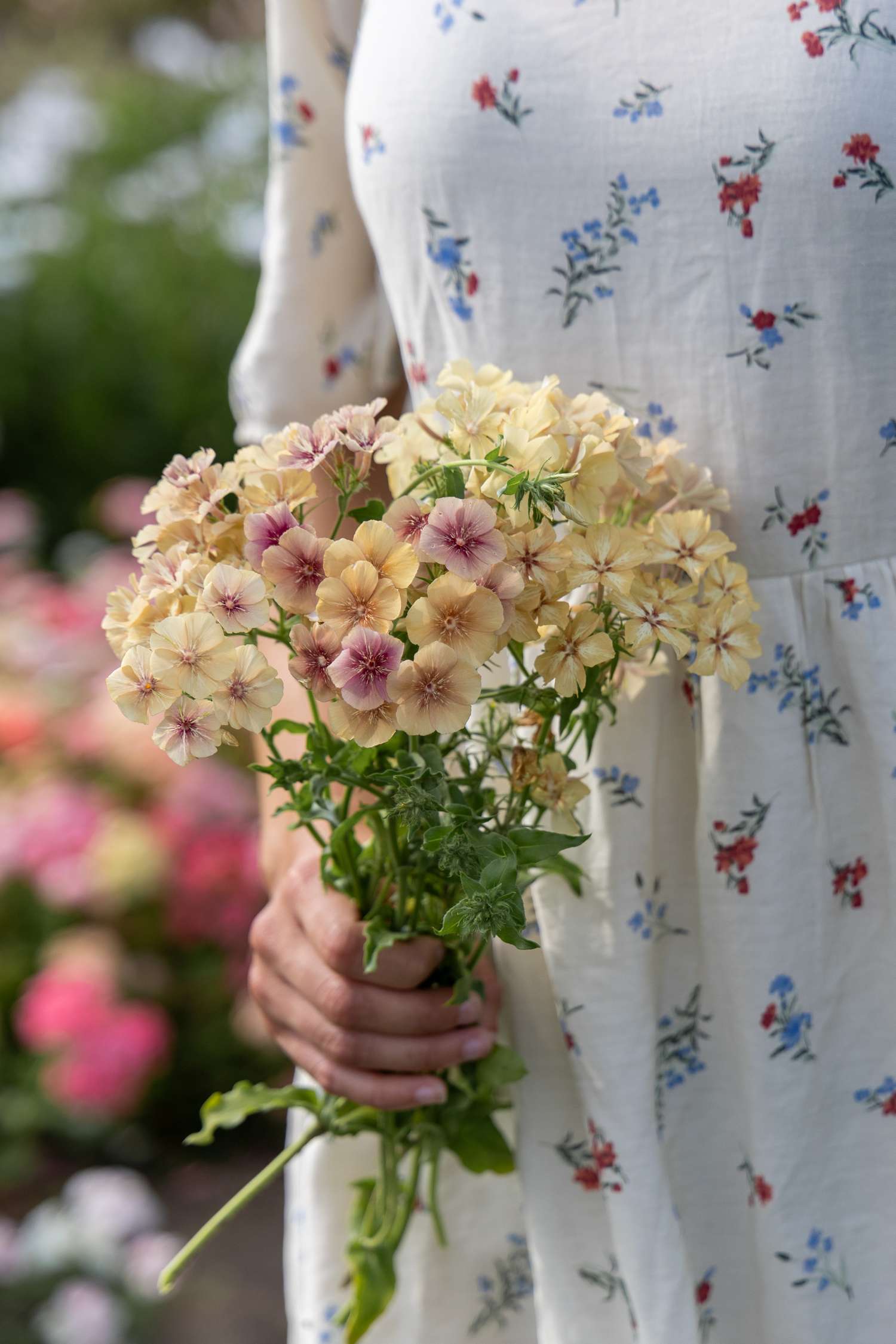 Sommerphlox 'Creme Brulee' (Samen)