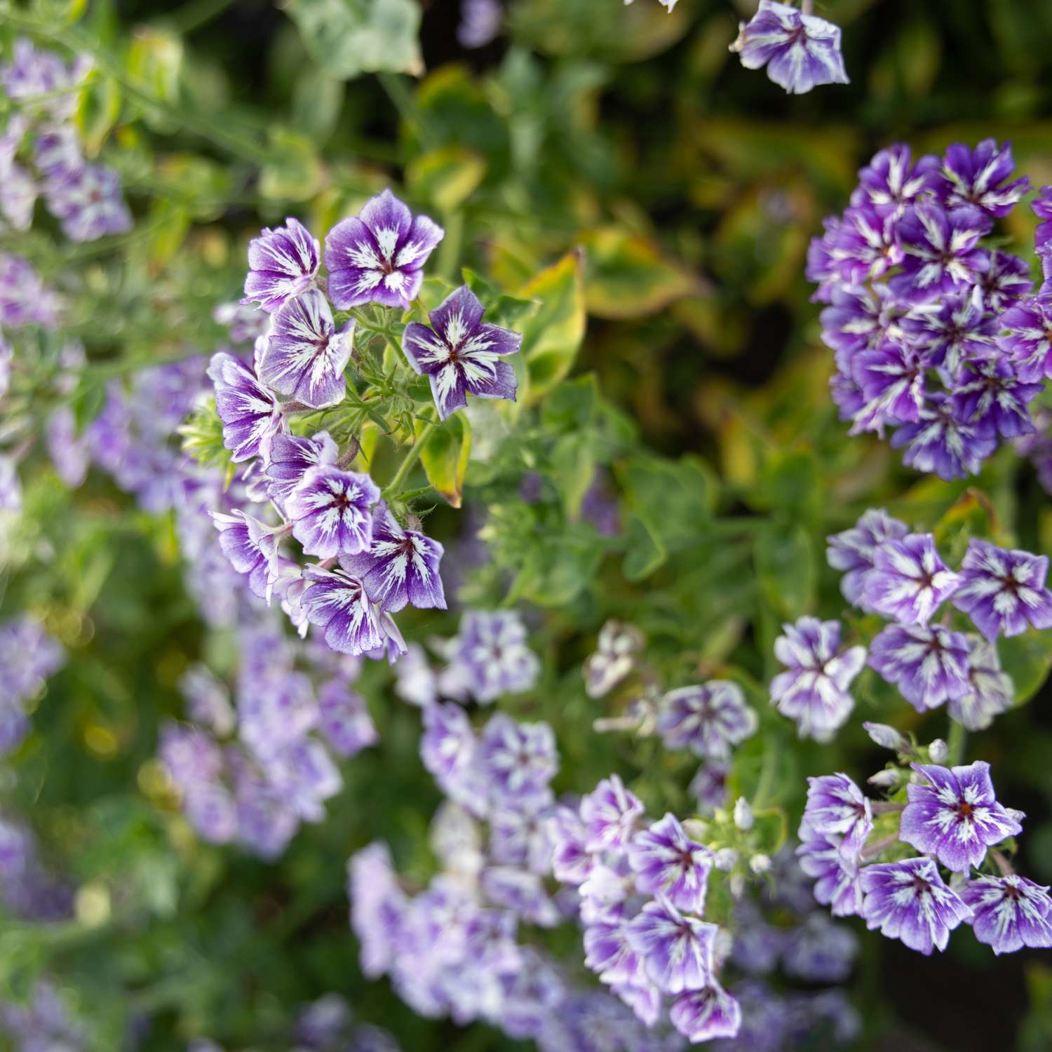 Sommerphlox 'Sugar Stars' (Samen)