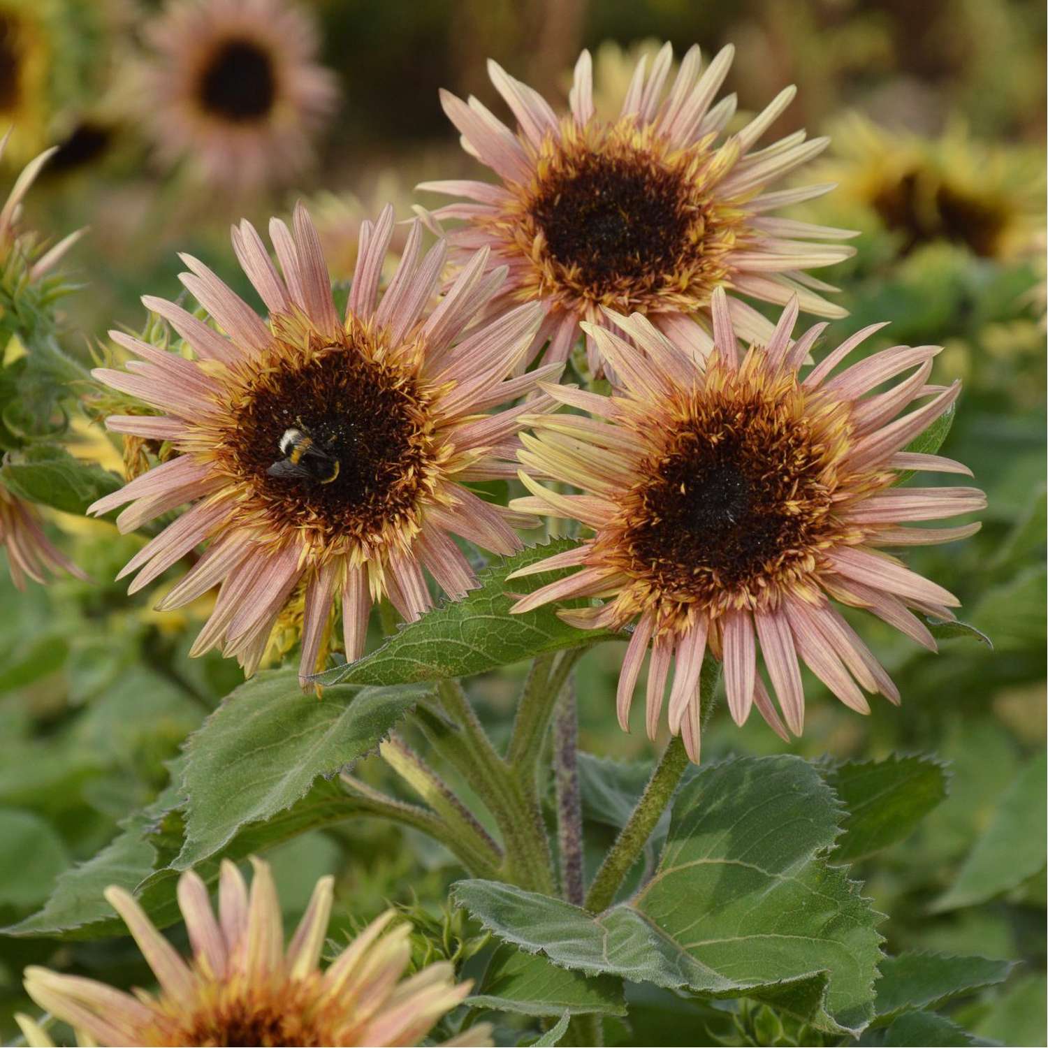 Sonnenblume 'Astra Rose Cream' (Samen)