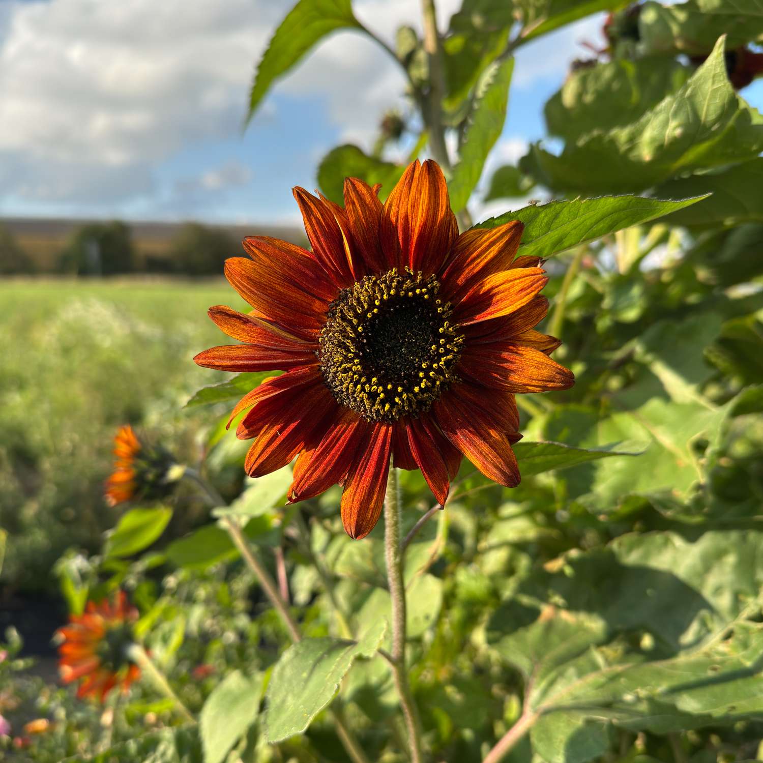 Sonnenblume 'Claret F1' (Samen)