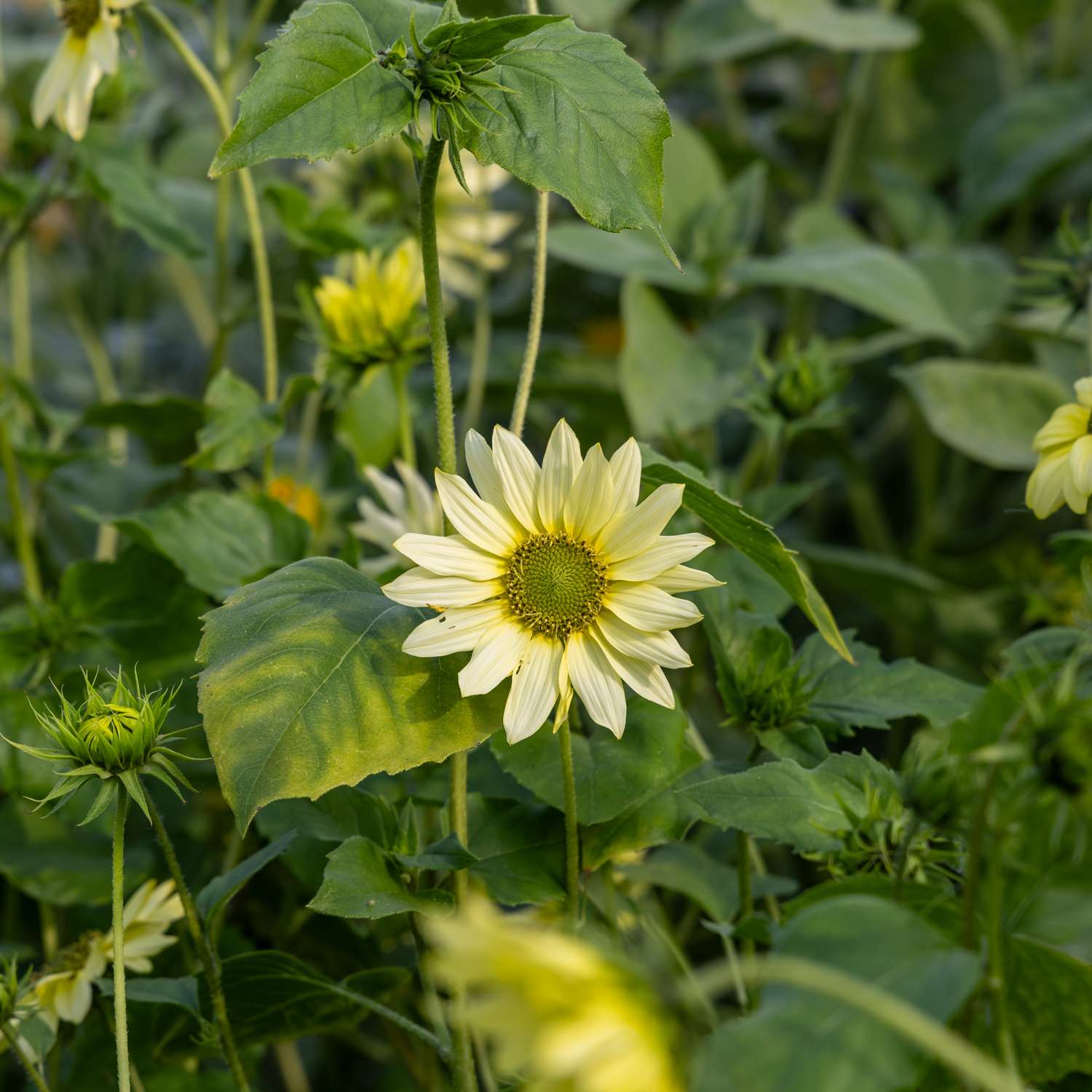 Sonnenblume 'Italian Green Heart' (Samen)