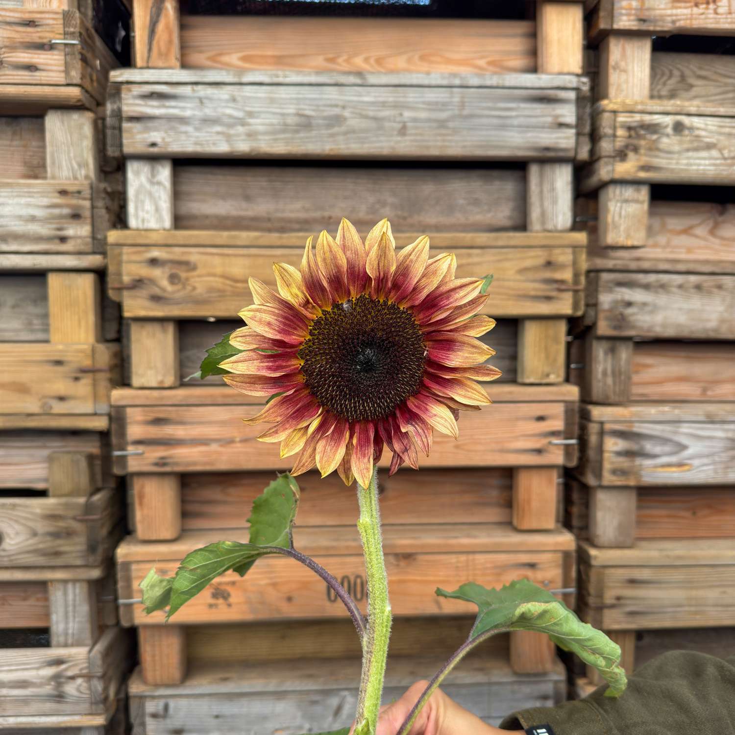 Sonnenblume 'Pro Cut Plum F1' (Samen)