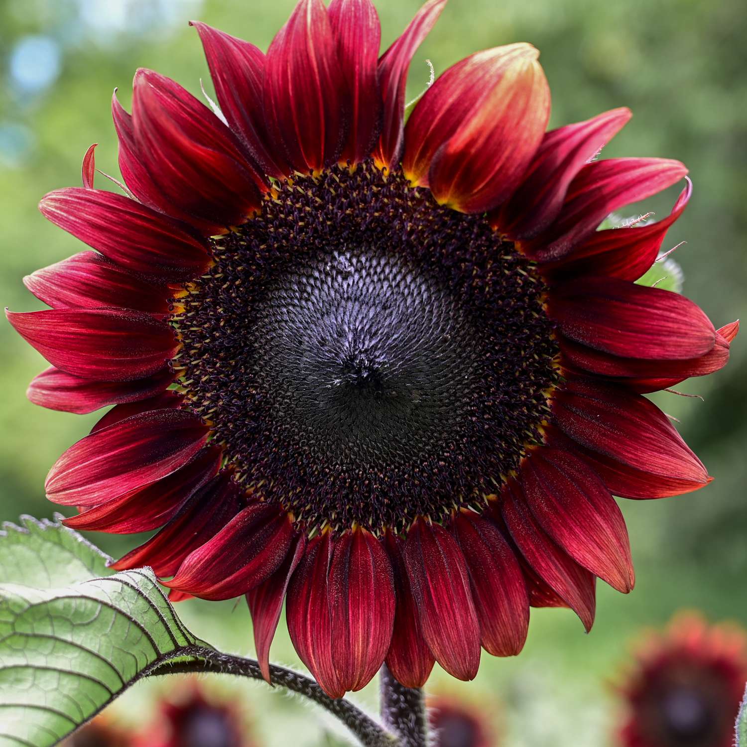 Sonnenblume 'Pro Cut Red F1' (Samen)