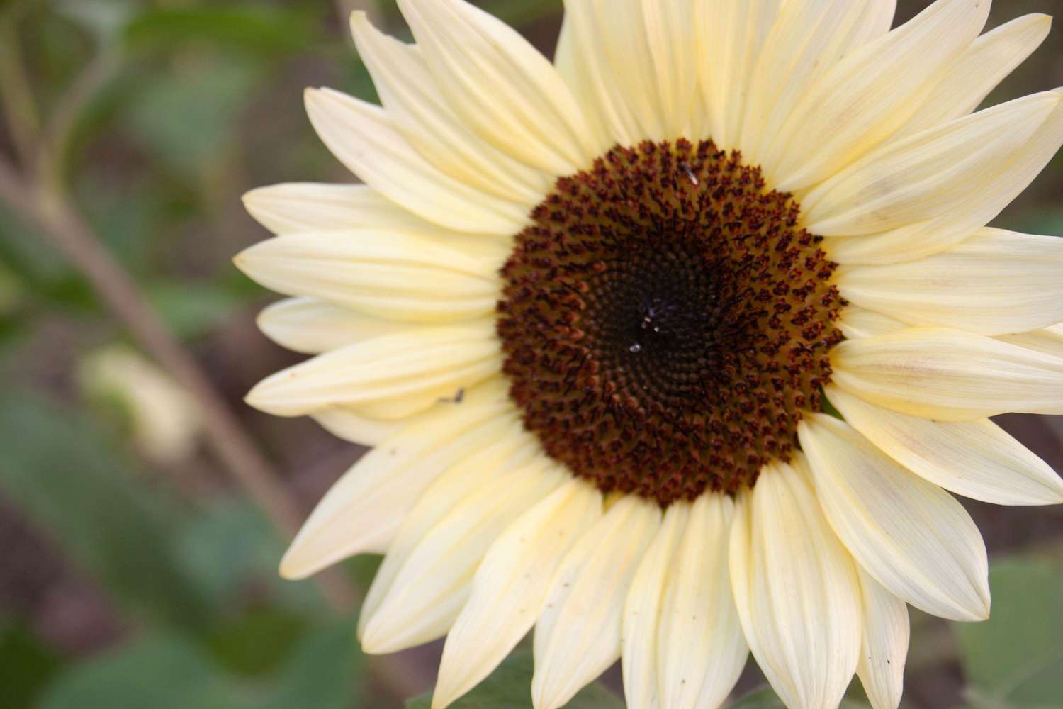 Sonnenblume 'Pro Cut White Nite F1' (Samen)