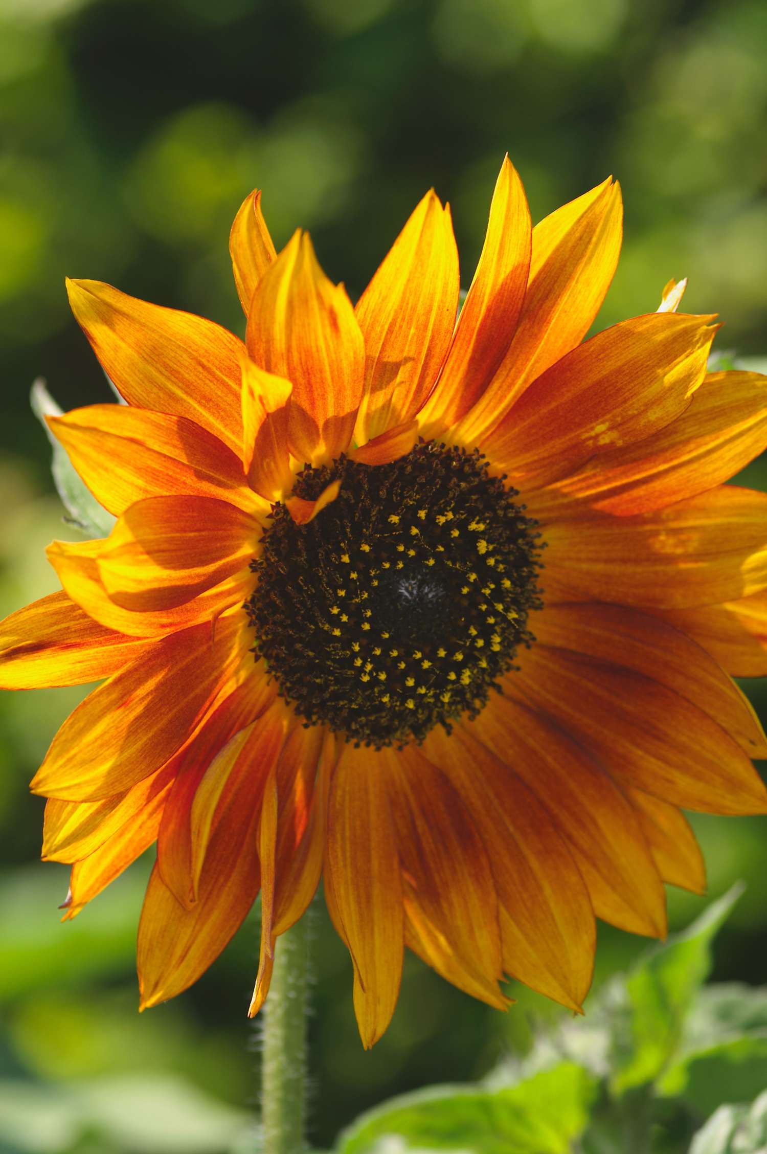 Sonnenblume 'Velvet Queen' (Samen)