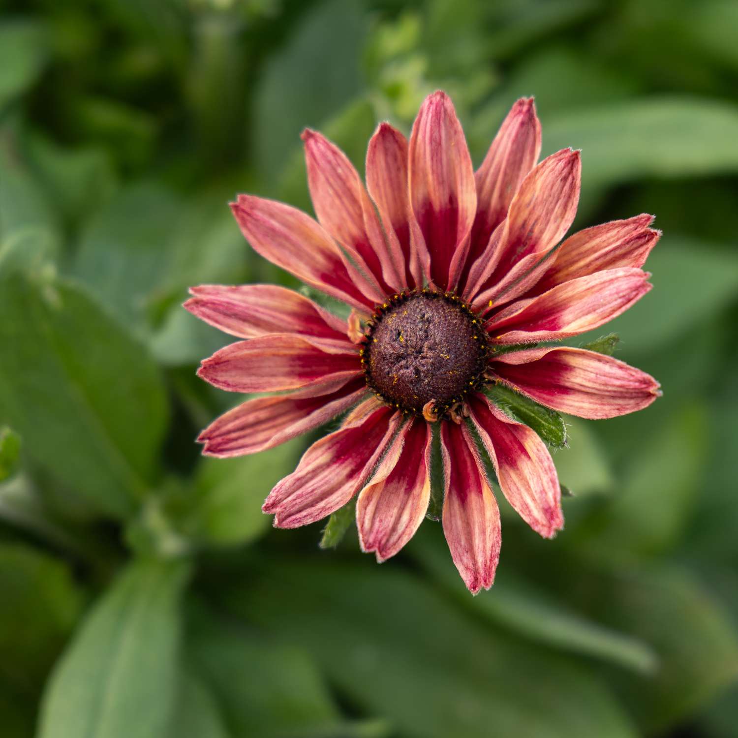 Sonnenhut 'Hirta Sahara' (Samen)