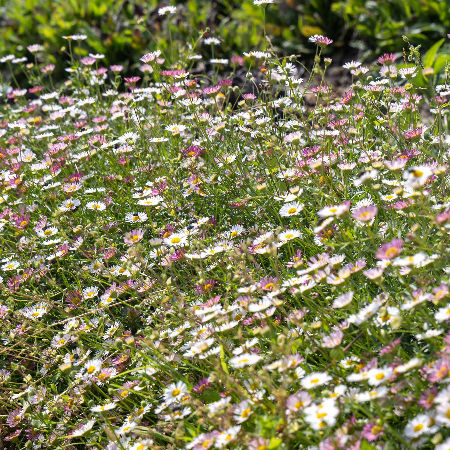 Spanisches Gänseblümchen 'Profusion' (Samen)