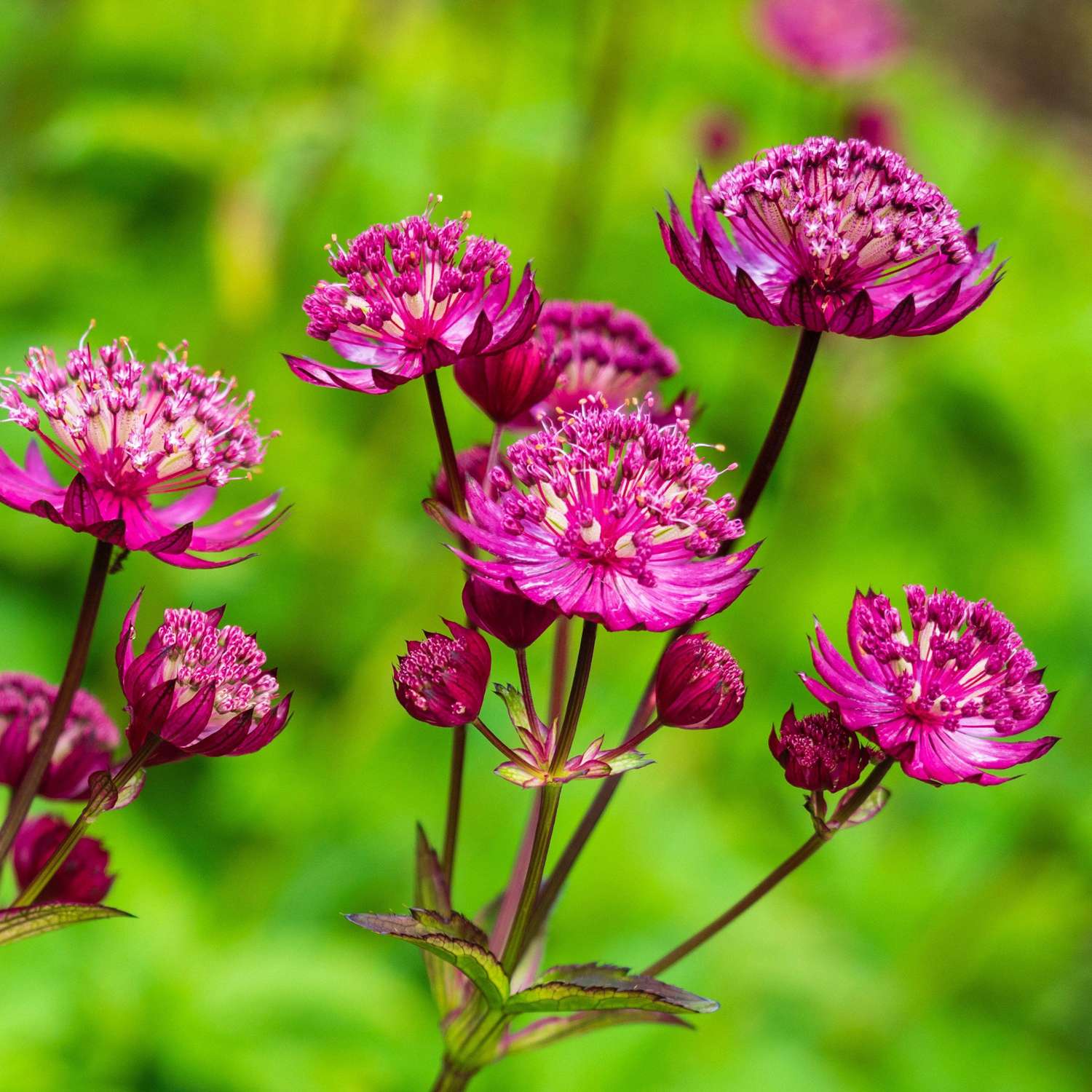 Sterndolde ‘Major Rosea’