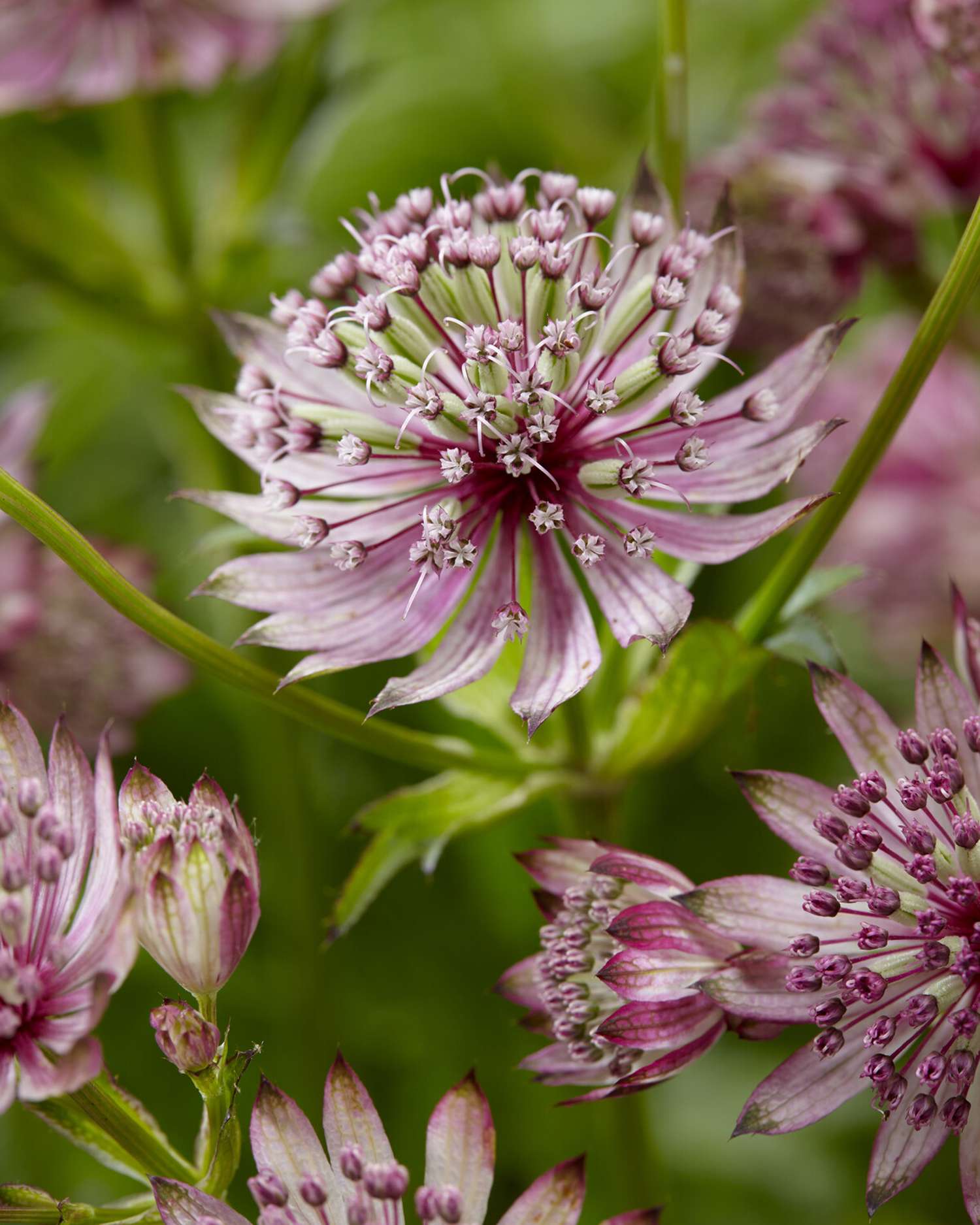 Sterndolde ‘Sparkling Stars Pink’