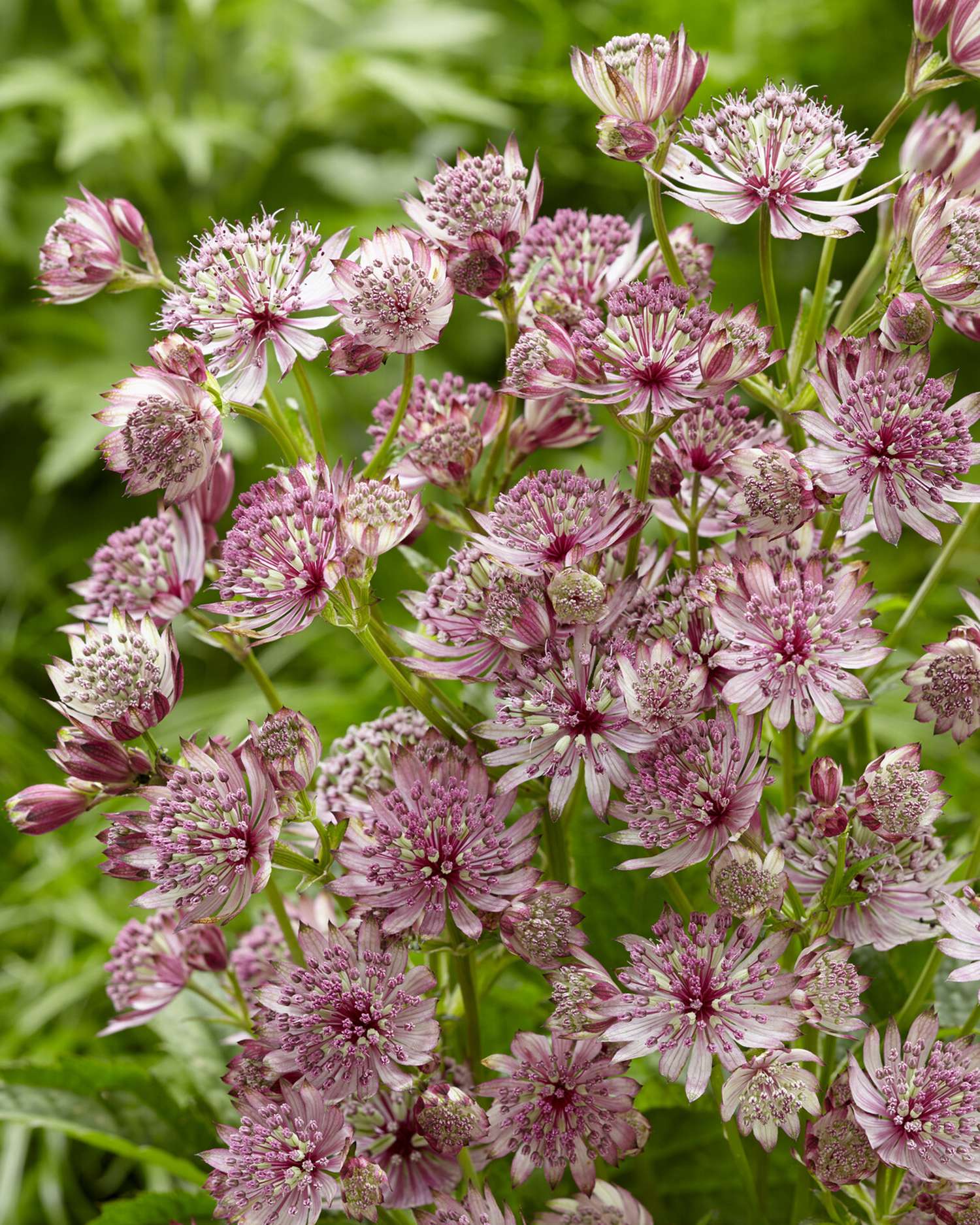Sterndolde ‘Sparkling Stars Pink’