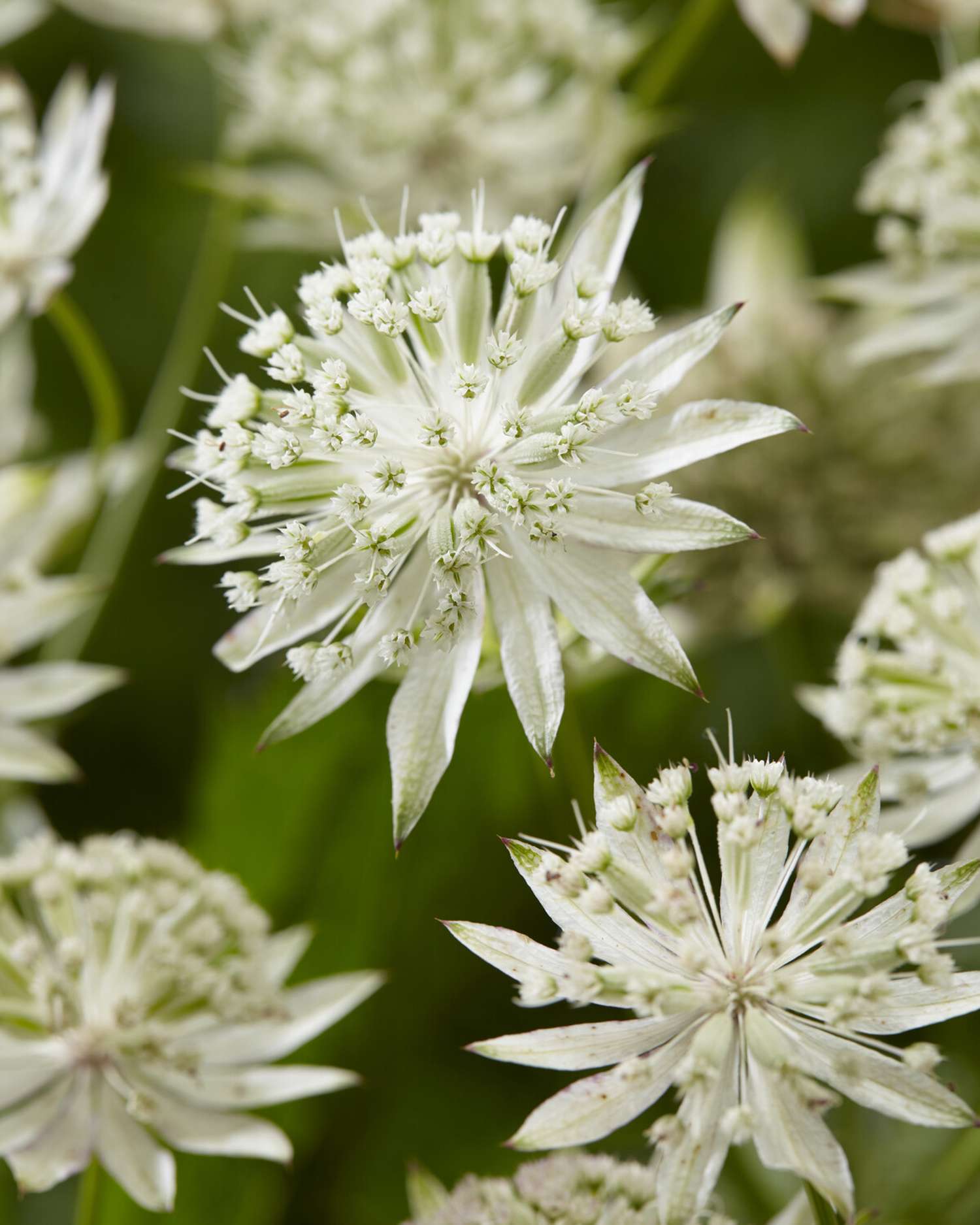 Sterndolde ‘Sparkling Stars White’