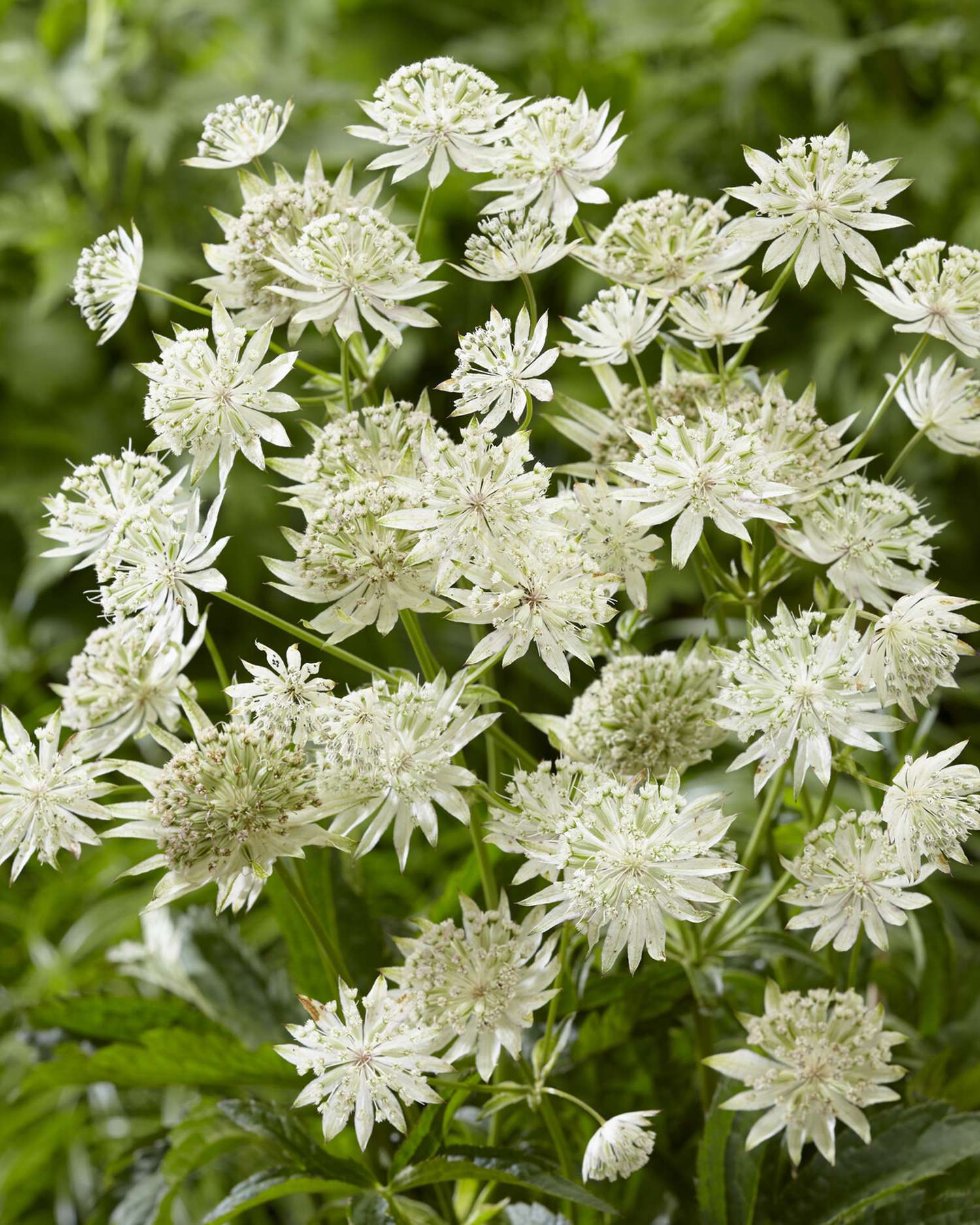 Sterndolde ‘Sparkling Stars White’