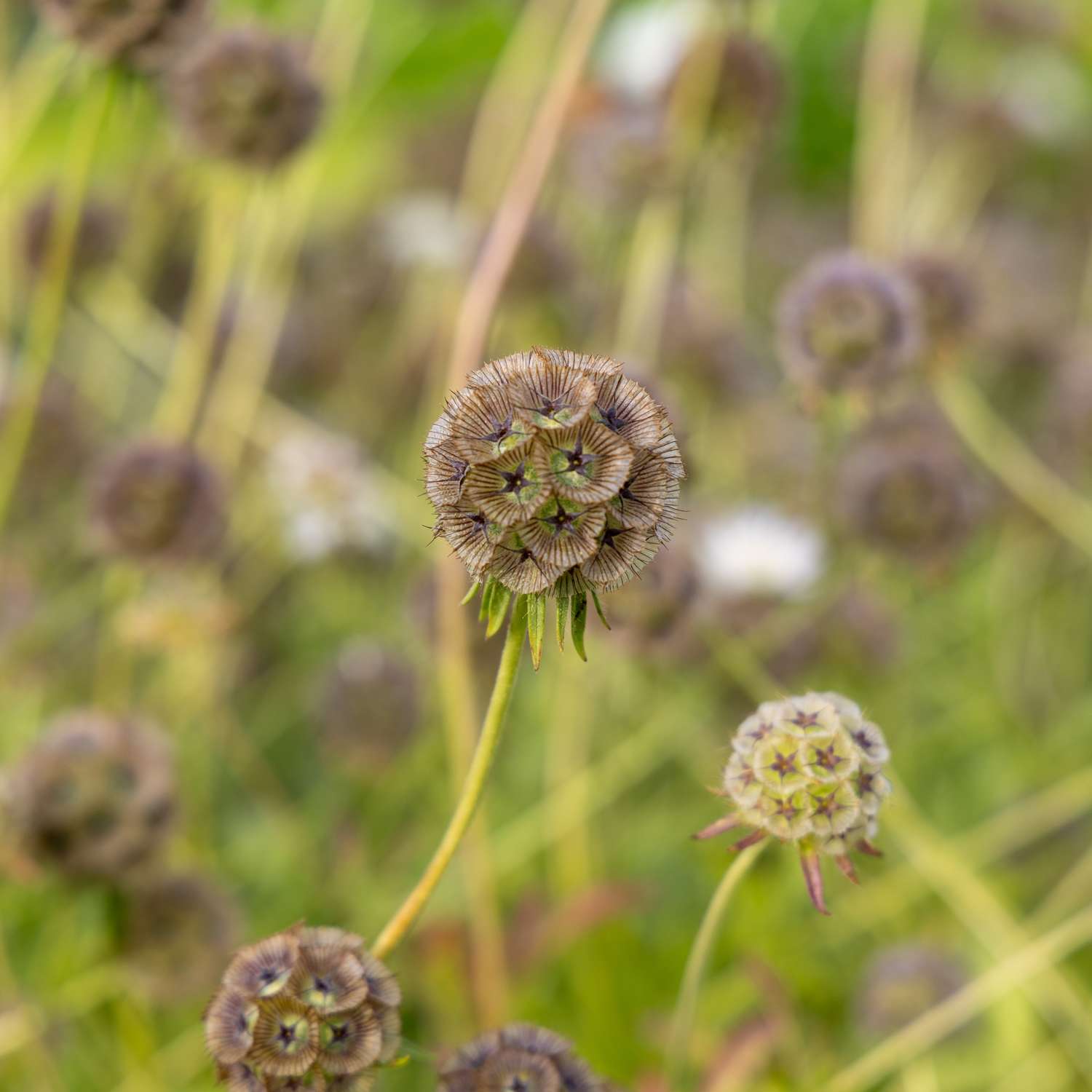 Sternskabiose 'Drumsticks' (Samen)
