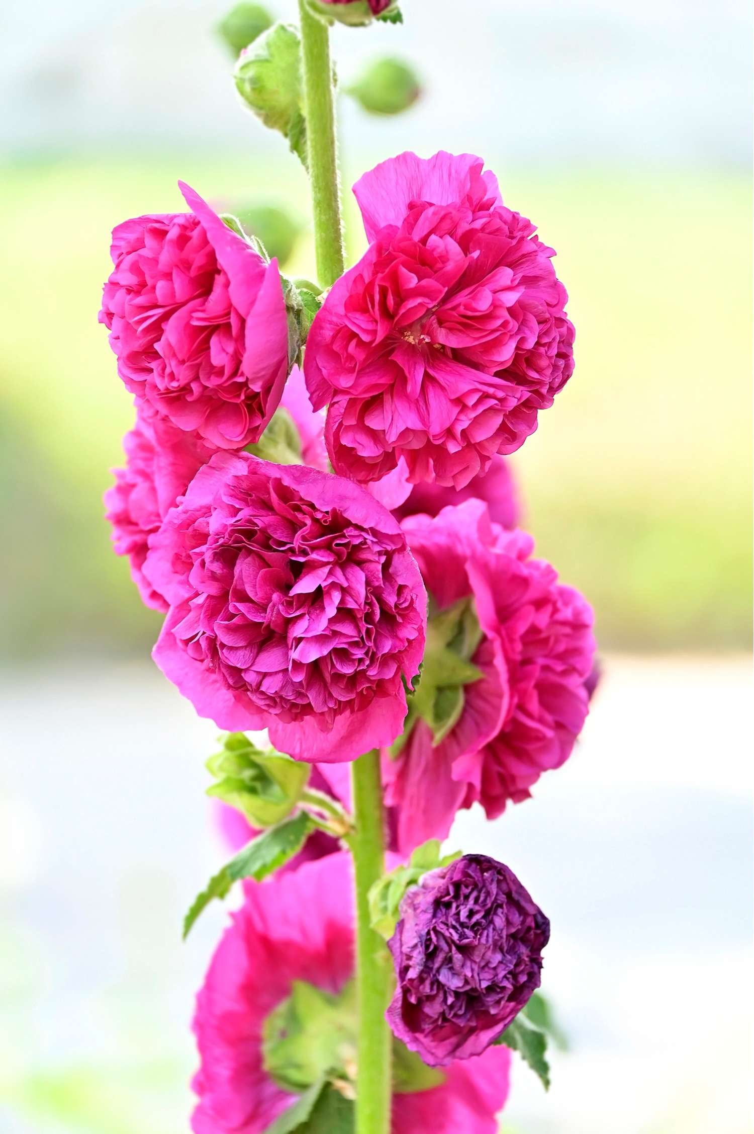 Stockrose ‘Chater's Double Pink’
