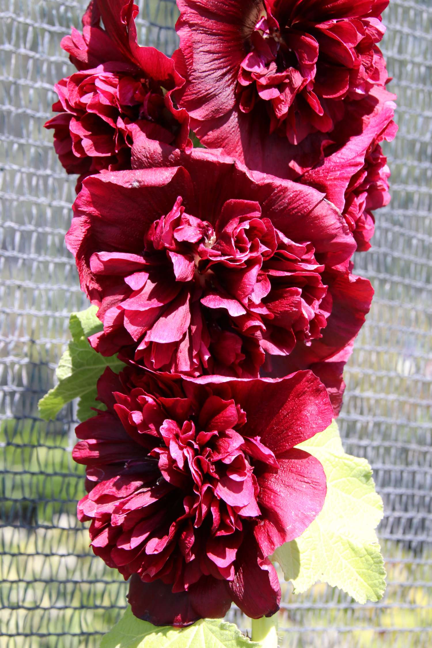 Stockrose ‘Chater's Double Purple’
