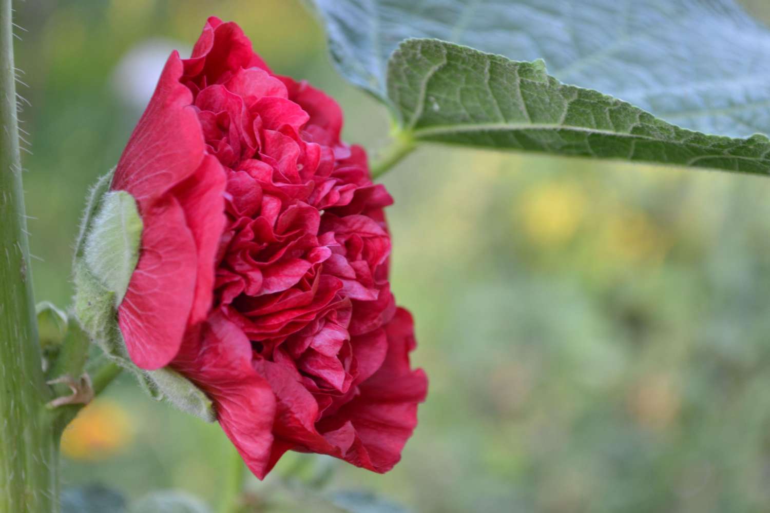 Stockrose ‘Chater's Double Red’