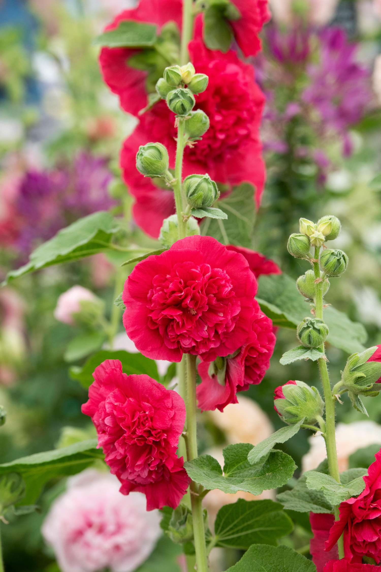 Stockrose ‘Chater's Double Red’