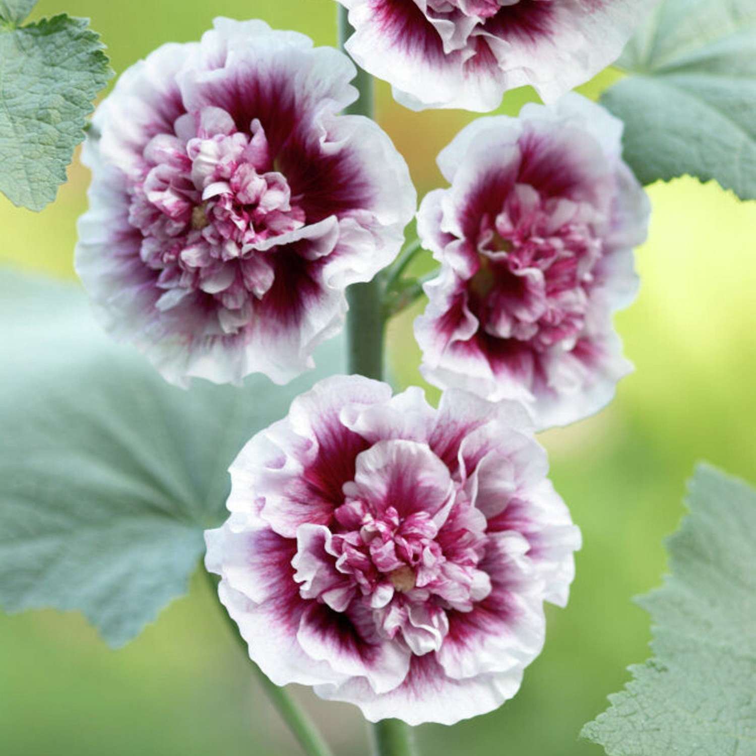 Stockrose 'Creme de Cassis'