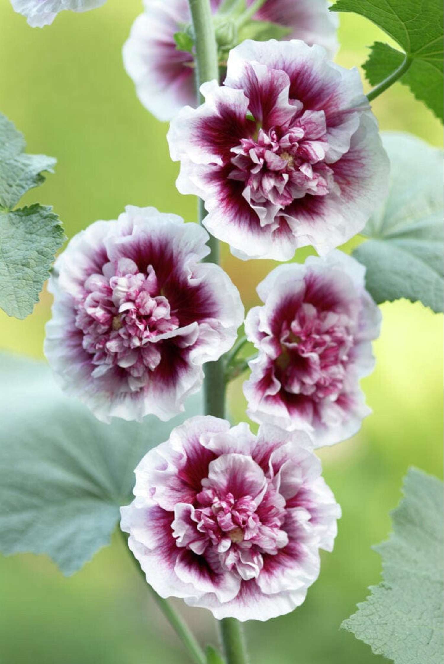 Stockrose 'Creme de Cassis'