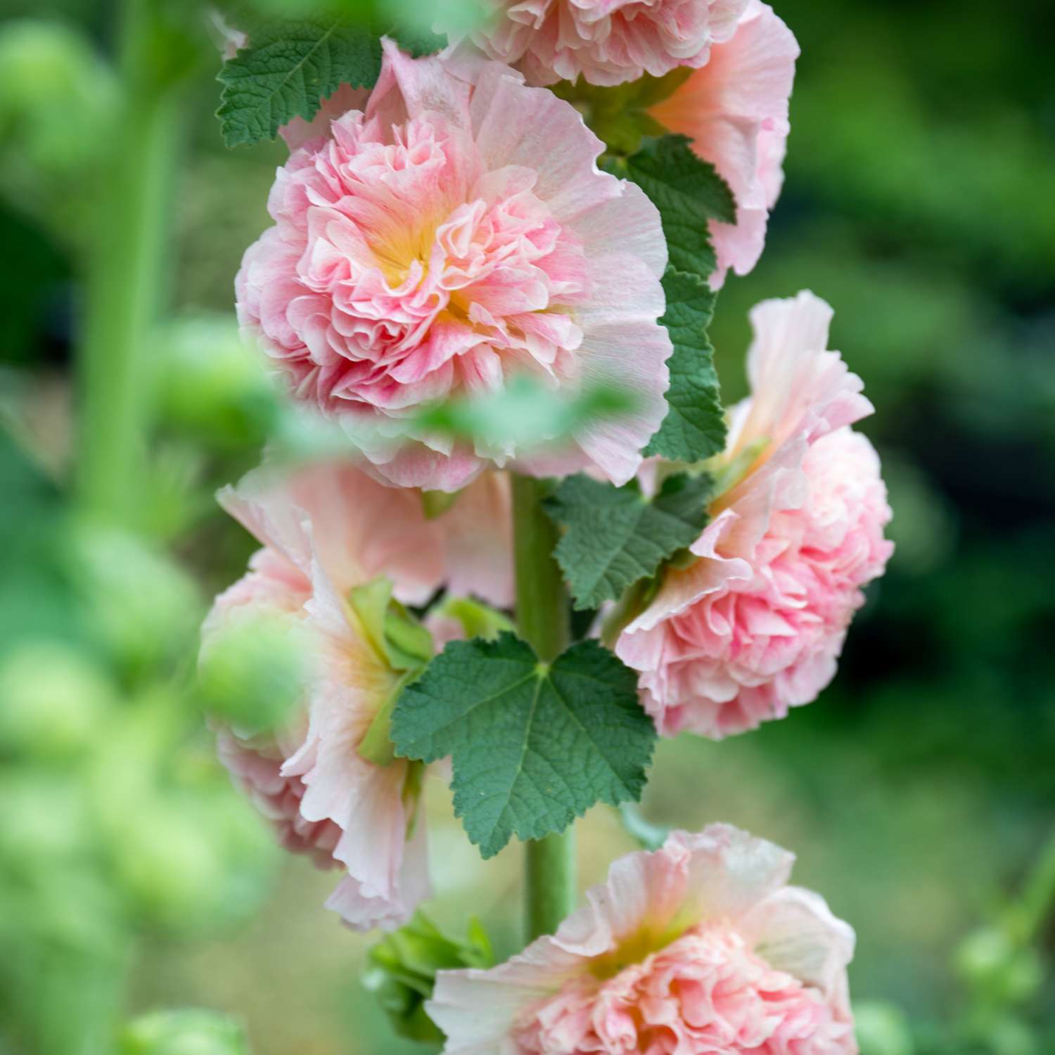 Stockrose ‘Peaches “n” Dreams’