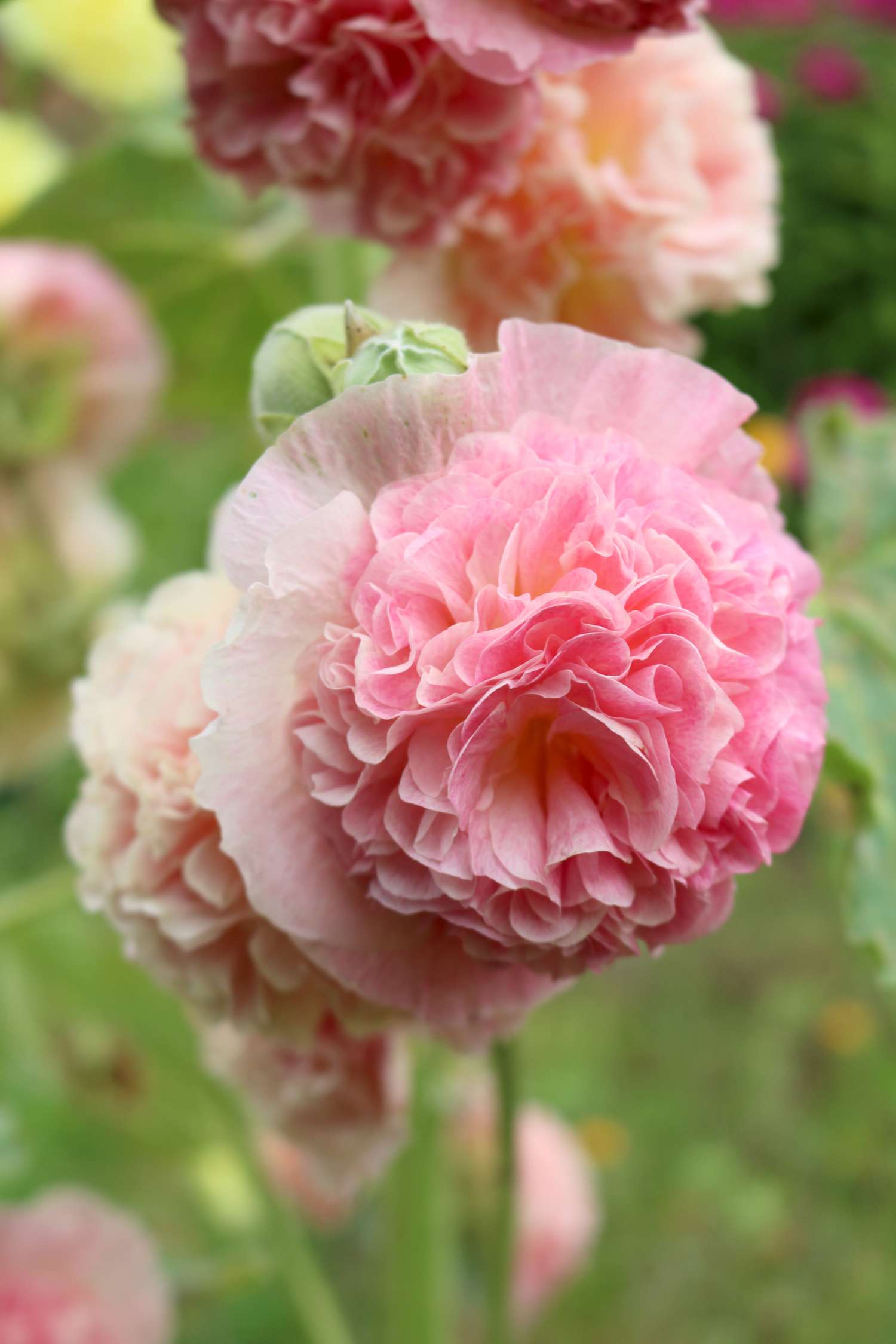 Stockrose ‘Peaches “n” Dreams’
