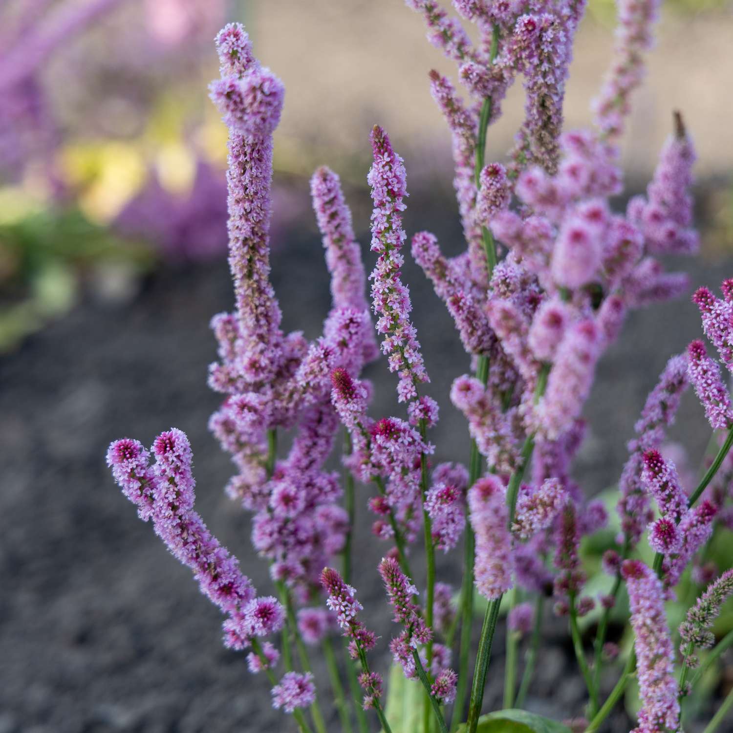 Strandflieder 'Pink Pokers' (Samen)