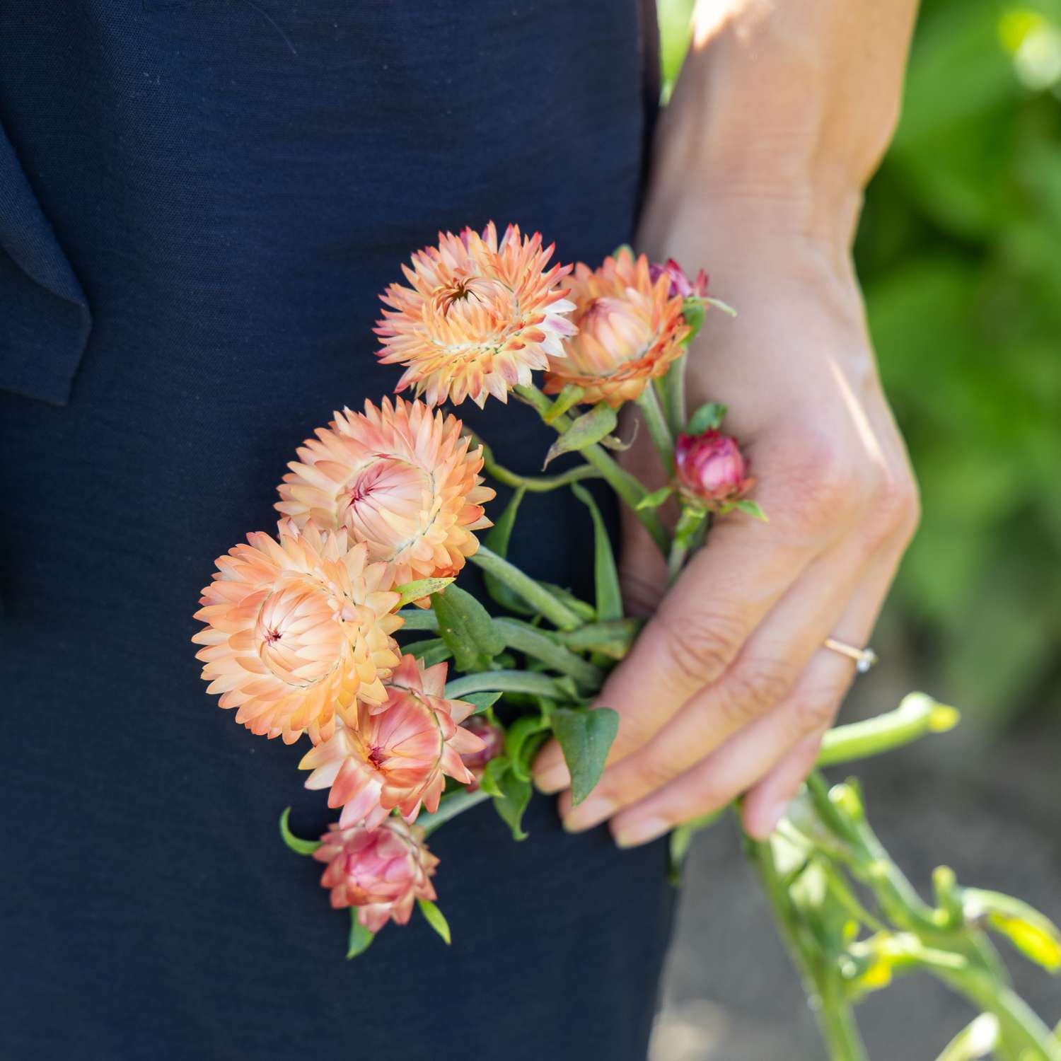 Strohblume 'Salmon Rose' (Samen)