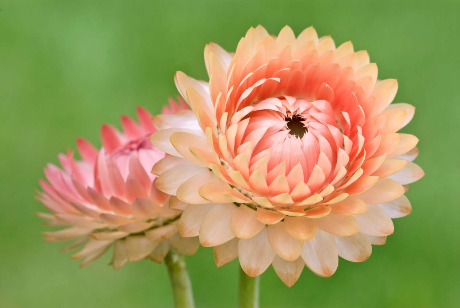 Strohblume 'Salmon Rose' (Samen)