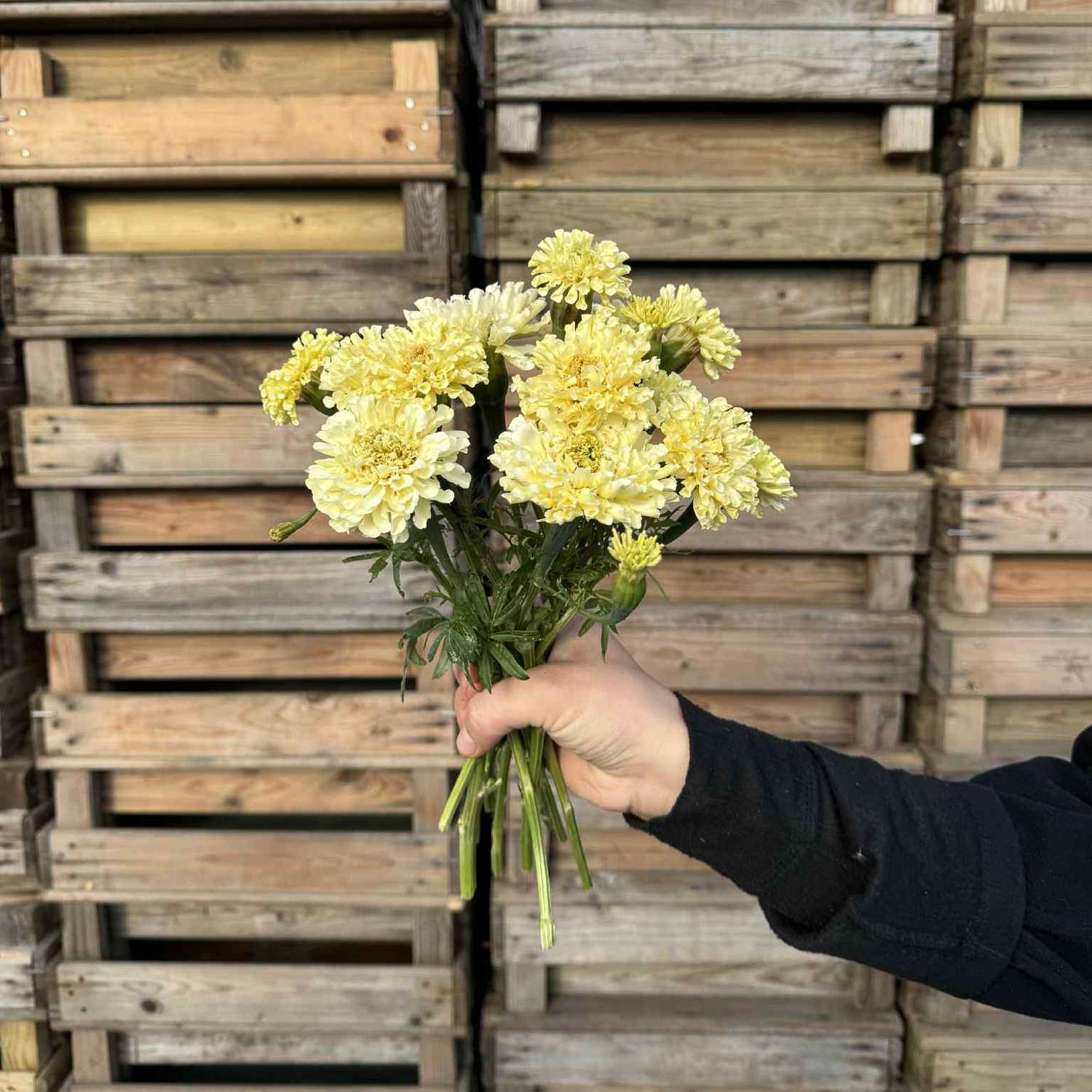 Studentenblume 'Sugar and Spice White' (Samen)