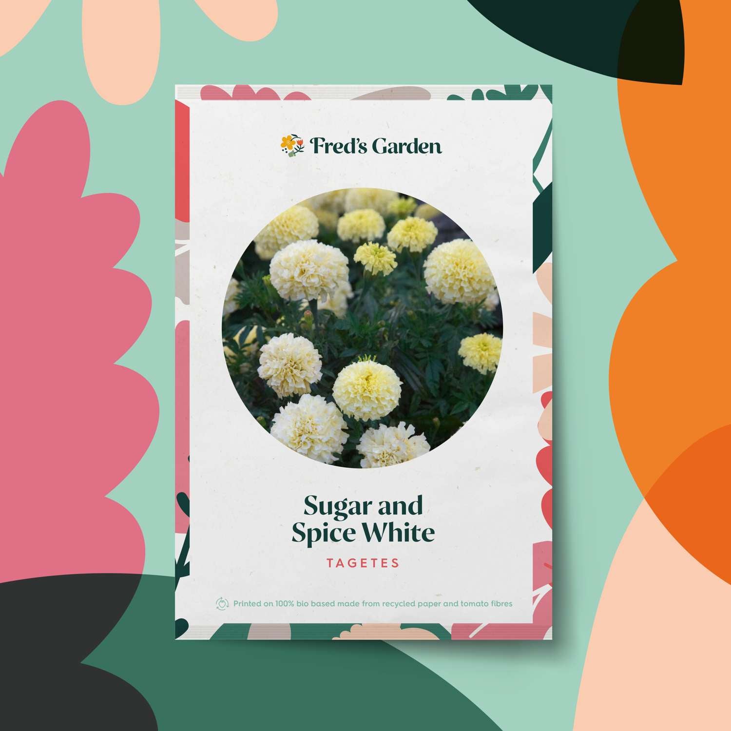 Studentenblume 'Sugar and Spice White' (Samen)