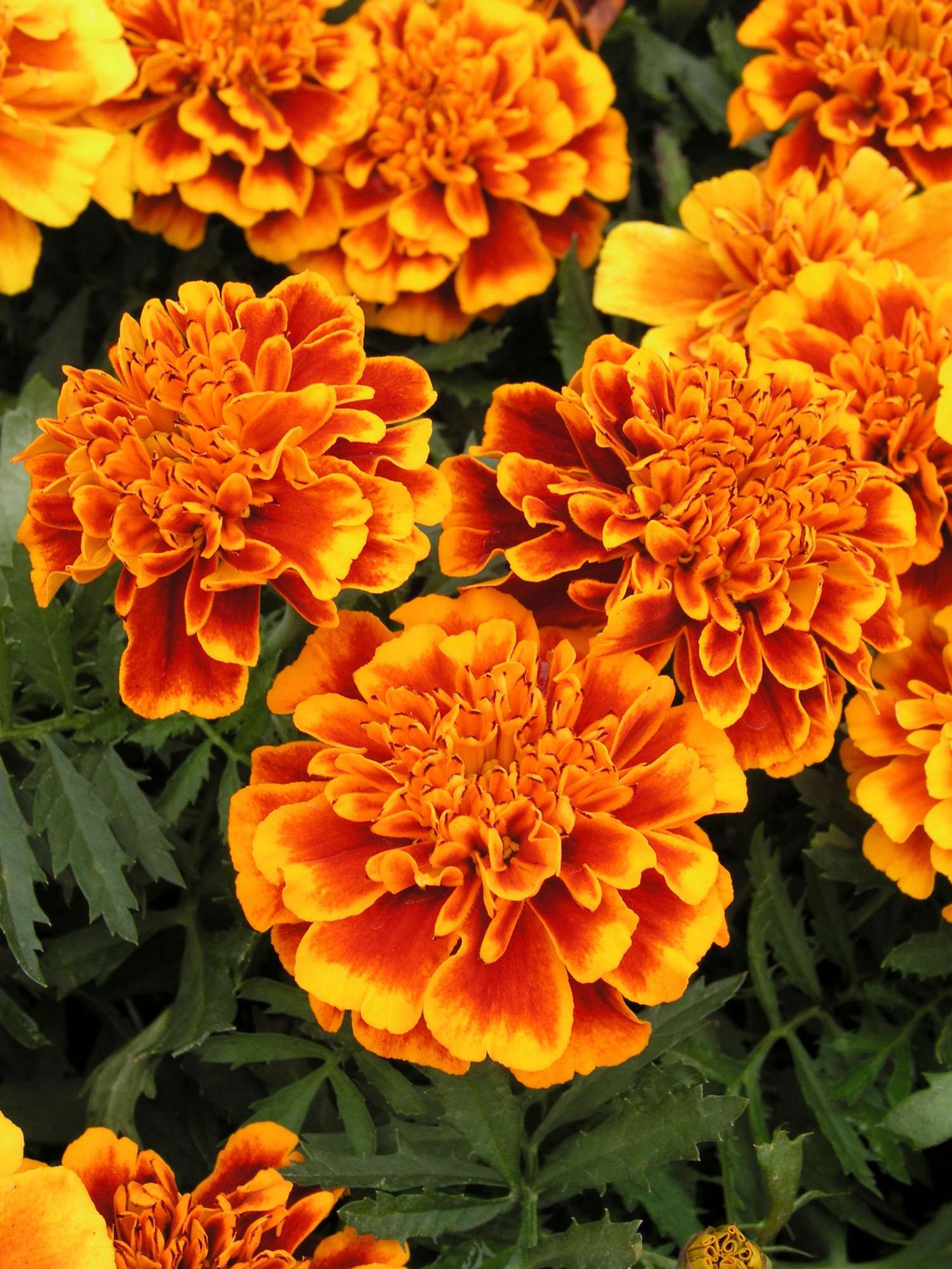 Tagetes 'French Marigold Orange Flame' (Samen)