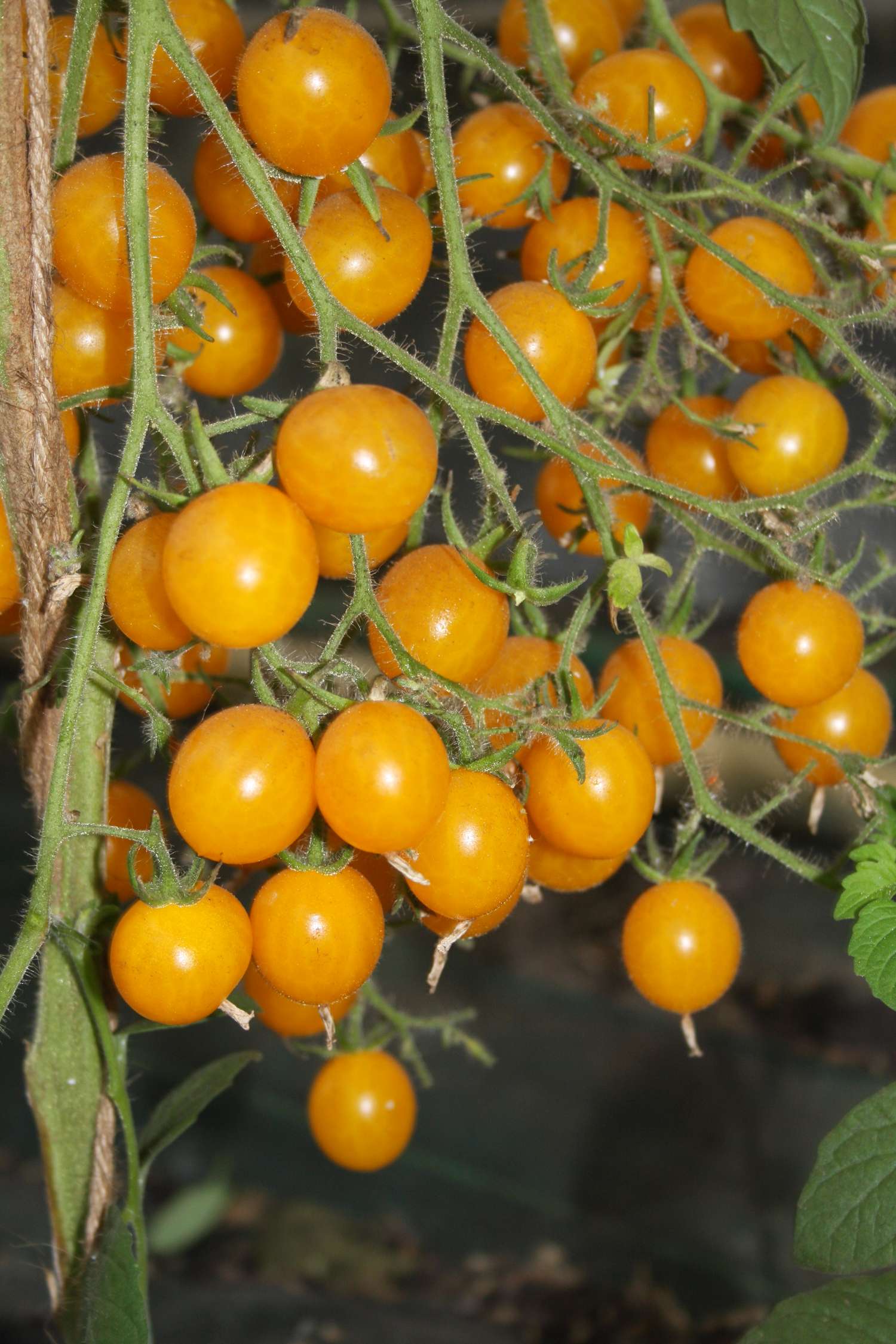 Tomate 'Clementine' (BIO-Samen)