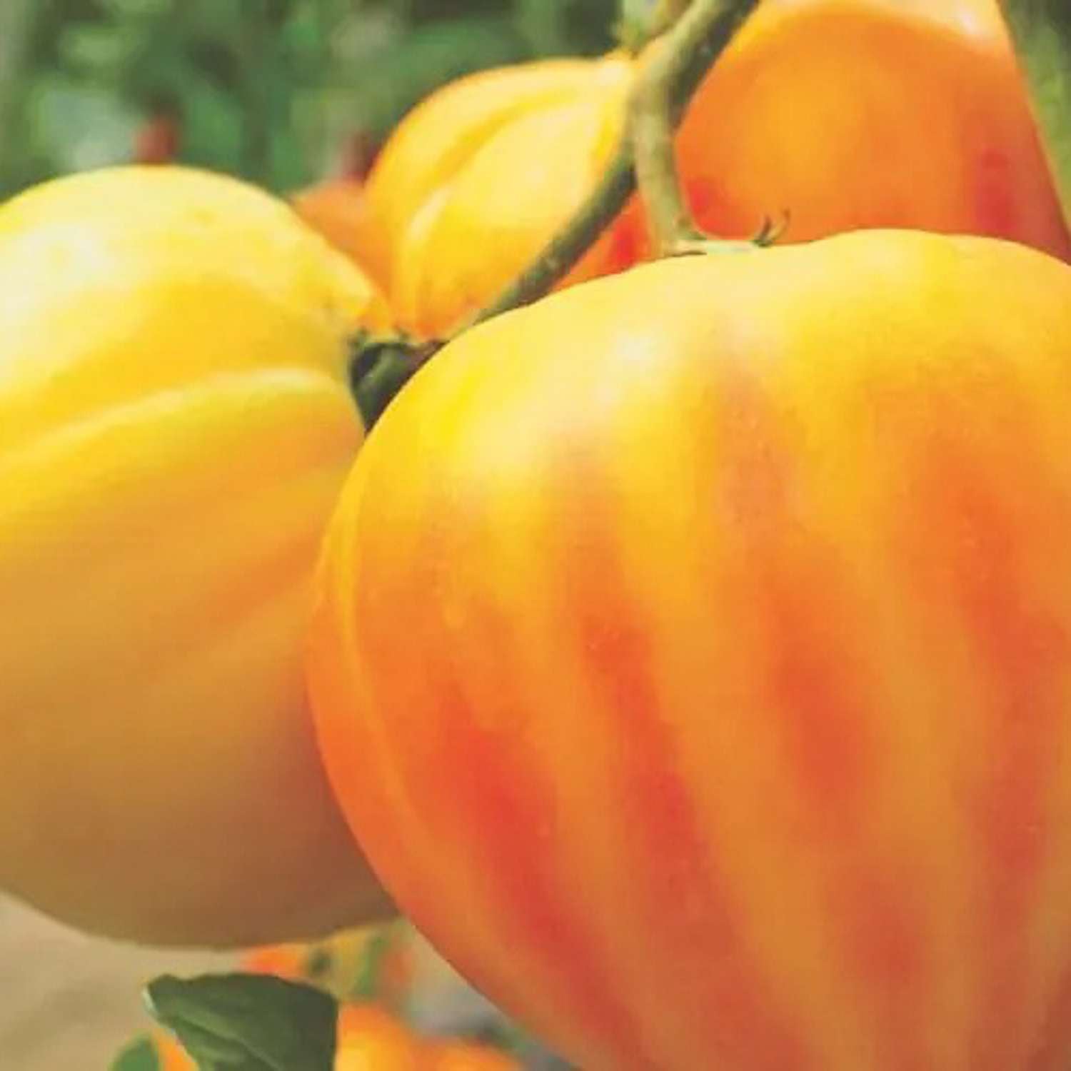 Tomate 'GOURMANSUN F1' (Samen)