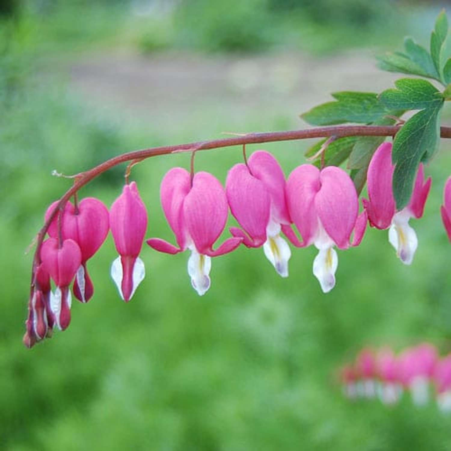 Tränende Herz 'Pink'