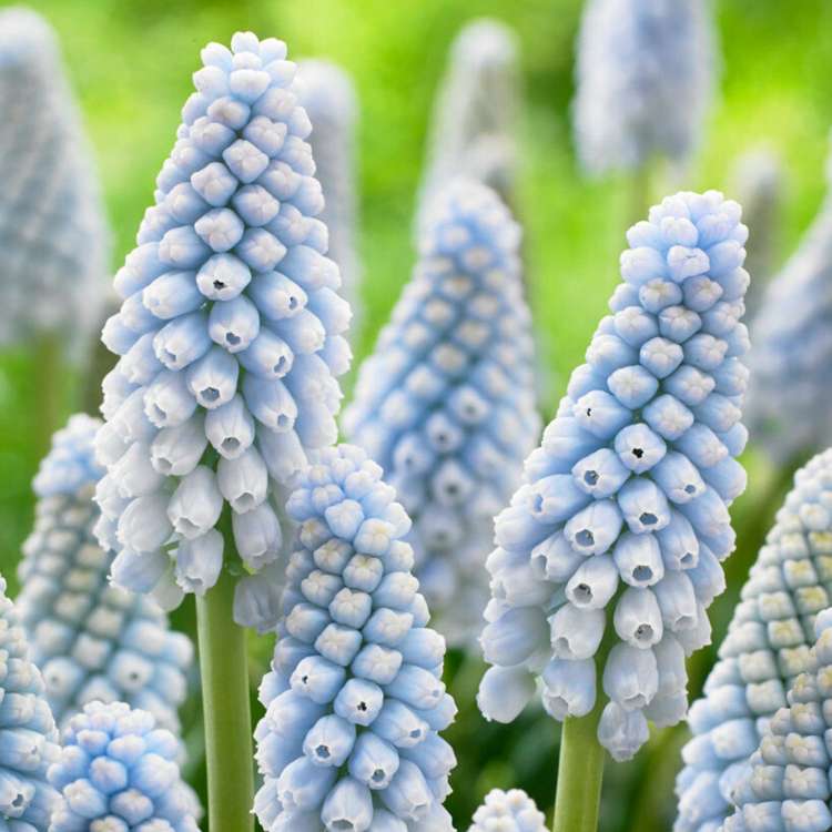 Traubenhyazinthe 'Baby's Breath'