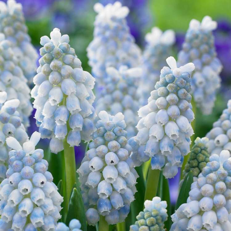 Traubenhyazinthe 'Peppermint'