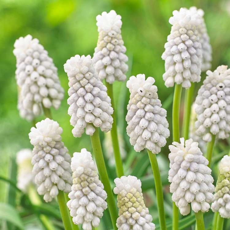 Traubenhyazinthe 'Siberian Tiger'