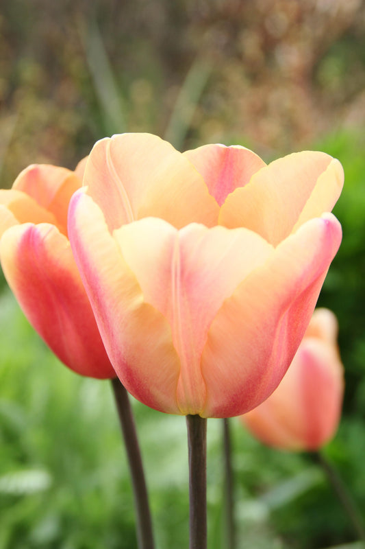 Tulpe Apricot Foxx