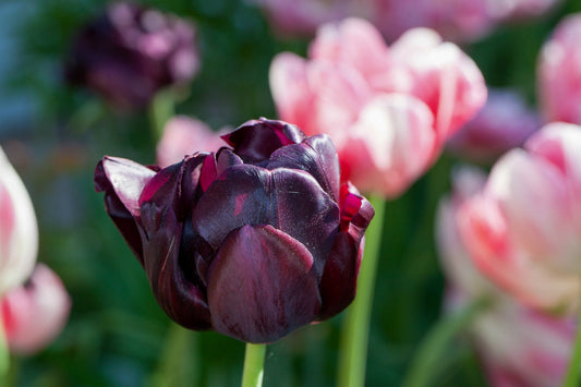 Tulpe Black Hero