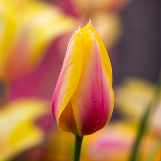 Tulpe Blushing Lady