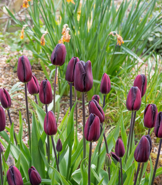 Tulpe Continental