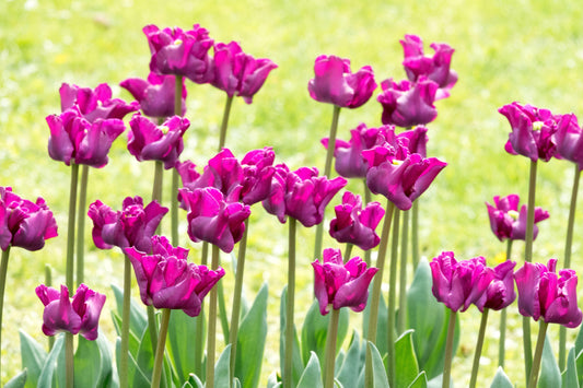 Tulpe Crown of Negrita