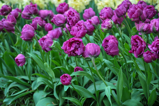 Tulpe Double Negrita