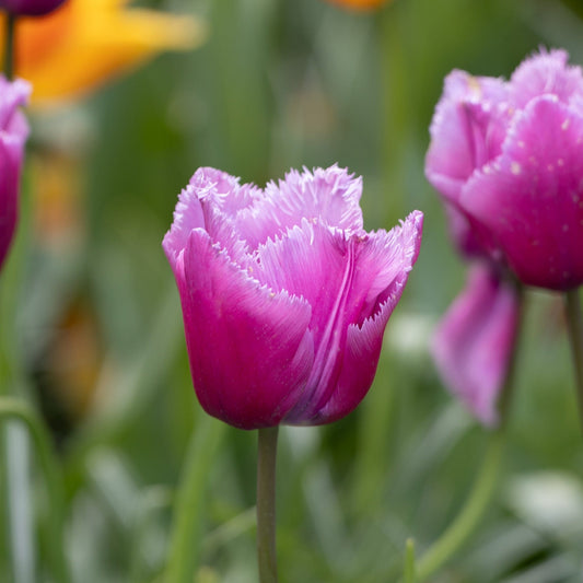 Tulpe Louvre